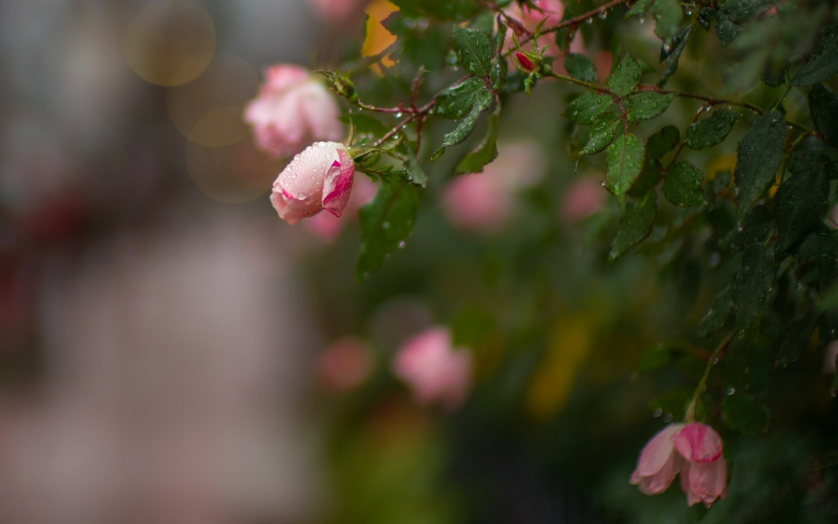 flowers, Rose, Plants, Macro, Dew Wallpaper