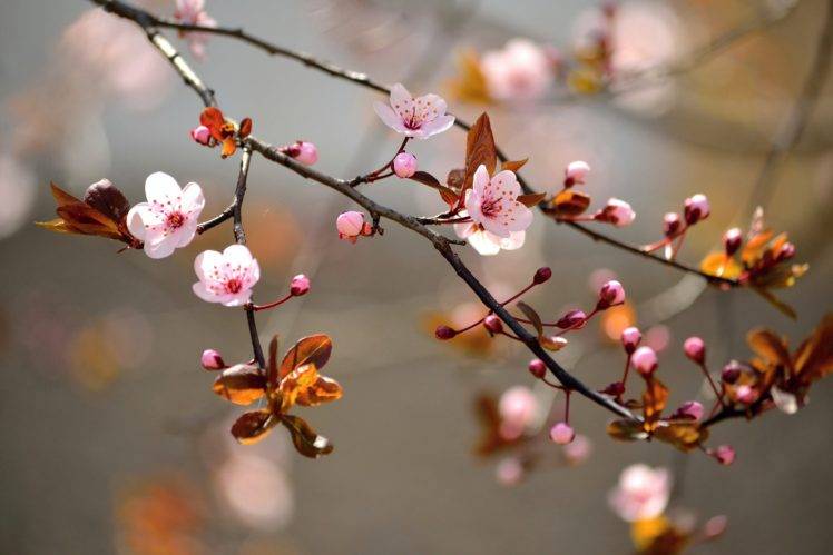 twigs, Branch, Flowers, Depth of field, Blossoms HD Wallpaper Desktop Background