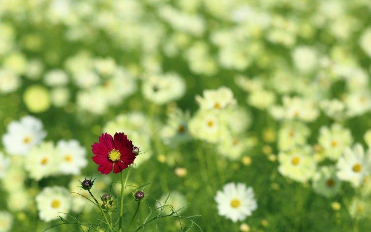 plants, Flowers, Depth of field, Nature HD Wallpaper Desktop Background