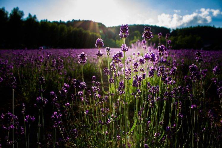 plants, Flowers, Purple flowers, Lavender, Field, Sunlight, Nature HD Wallpaper Desktop Background