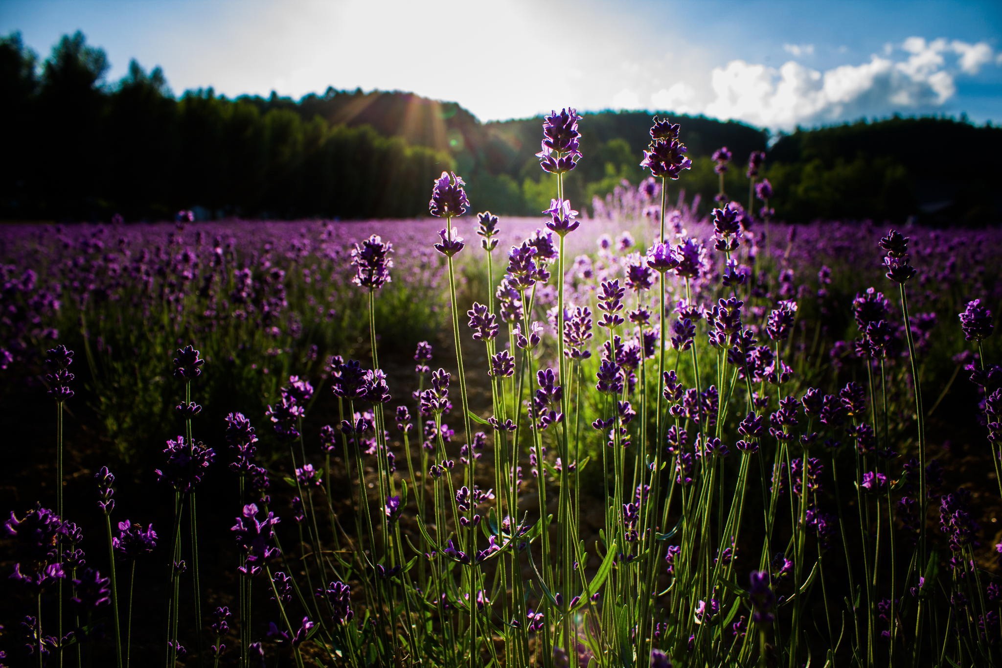 plants, Flowers, Purple flowers, Lavender, Field, Sunlight, Nature Wallpaper