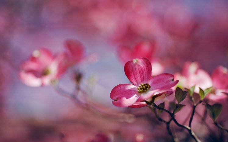 plants, Pink flowers, Flowers, Depth of field, Nature HD Wallpaper Desktop Background