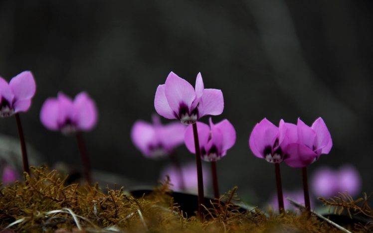plants, Flowers, Macro, Depth of field, Pink flowers HD Wallpaper Desktop Background