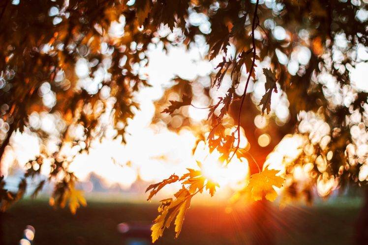 sunlight, Depth of field, Bokeh, Leaves, Nature HD Wallpaper Desktop Background