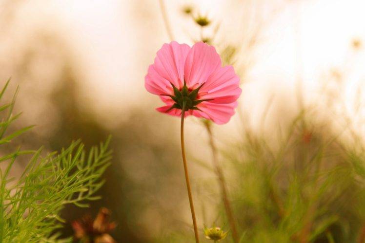 plants, Flowers, Pink flowers, Nature HD Wallpaper Desktop Background