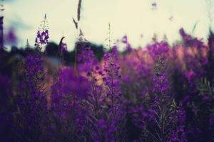 plants, Lavender, Flowers, Purple flowers, Depth of field, Nature