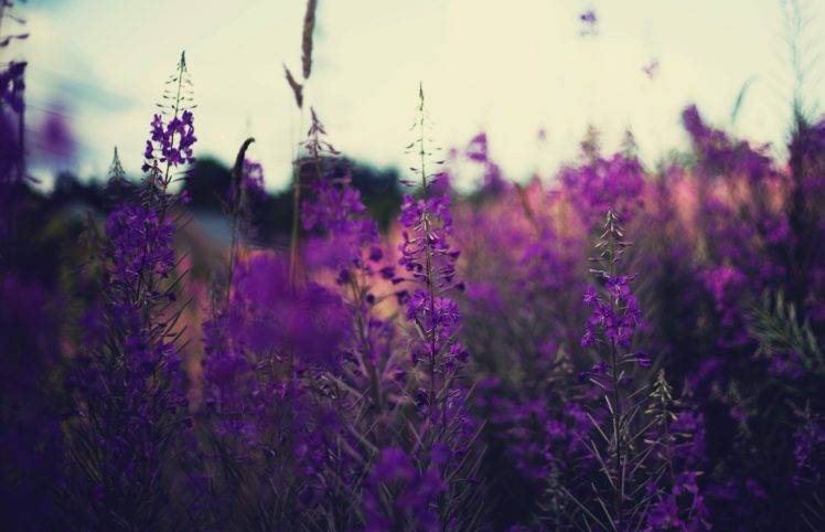 plants, Lavender, Flowers, Purple flowers, Depth of field, Nature HD Wallpaper Desktop Background