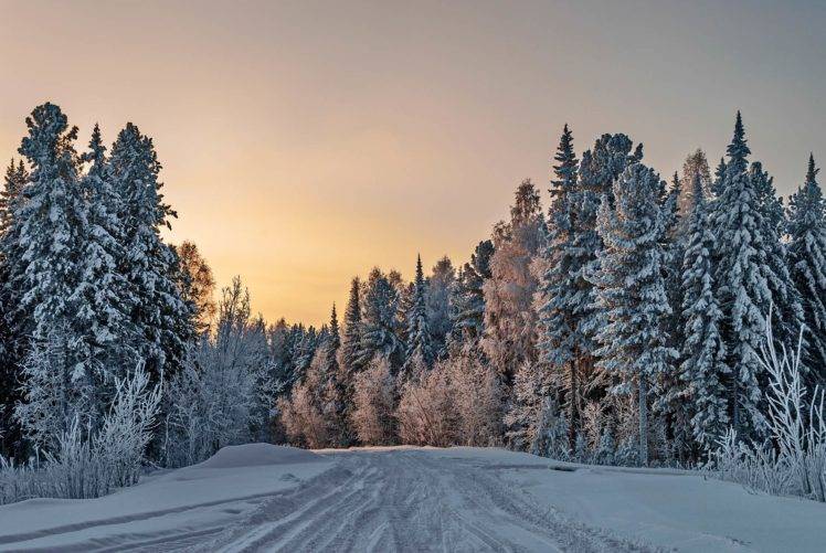 winter, Trees, Snow, Nature HD Wallpaper Desktop Background