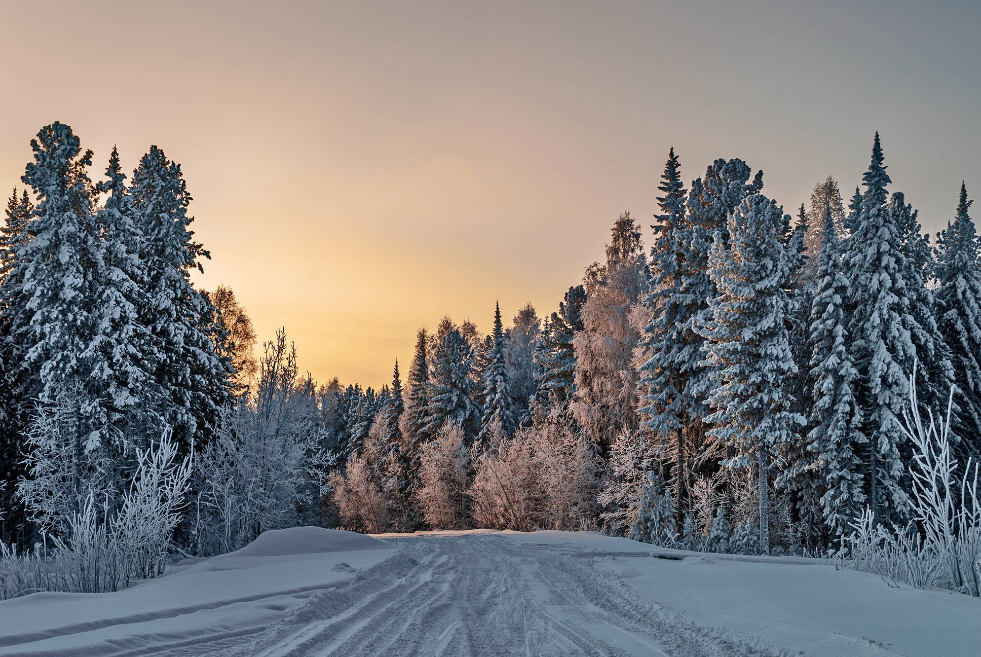 winter, Trees, Snow, Nature Wallpaper