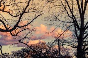 sky, Branch, Photography