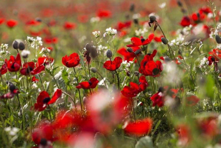 field, Plants, Flowers, Poppies Wallpapers HD / Desktop and Mobile ...