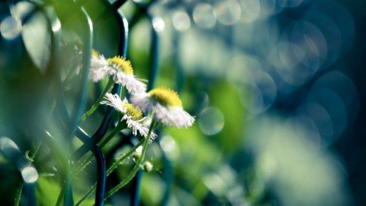 flowers, Macro, Plants, Depth of field, Daisies, Bokeh HD Wallpaper Desktop Background