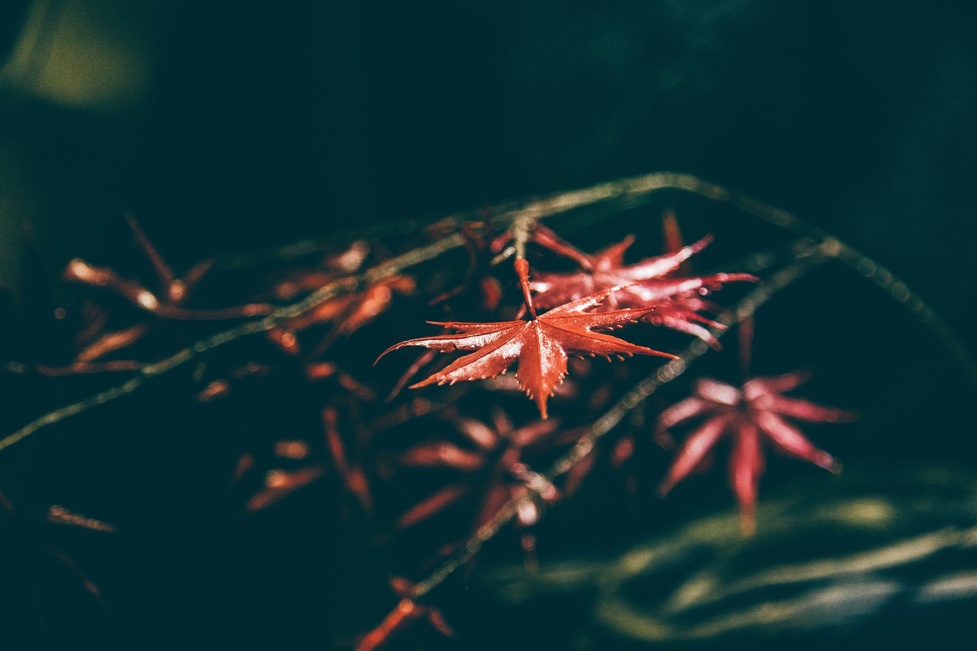 plants, Nature Wallpaper