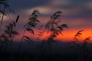 plants, Sunset, Silhouette, Reeds, Nature