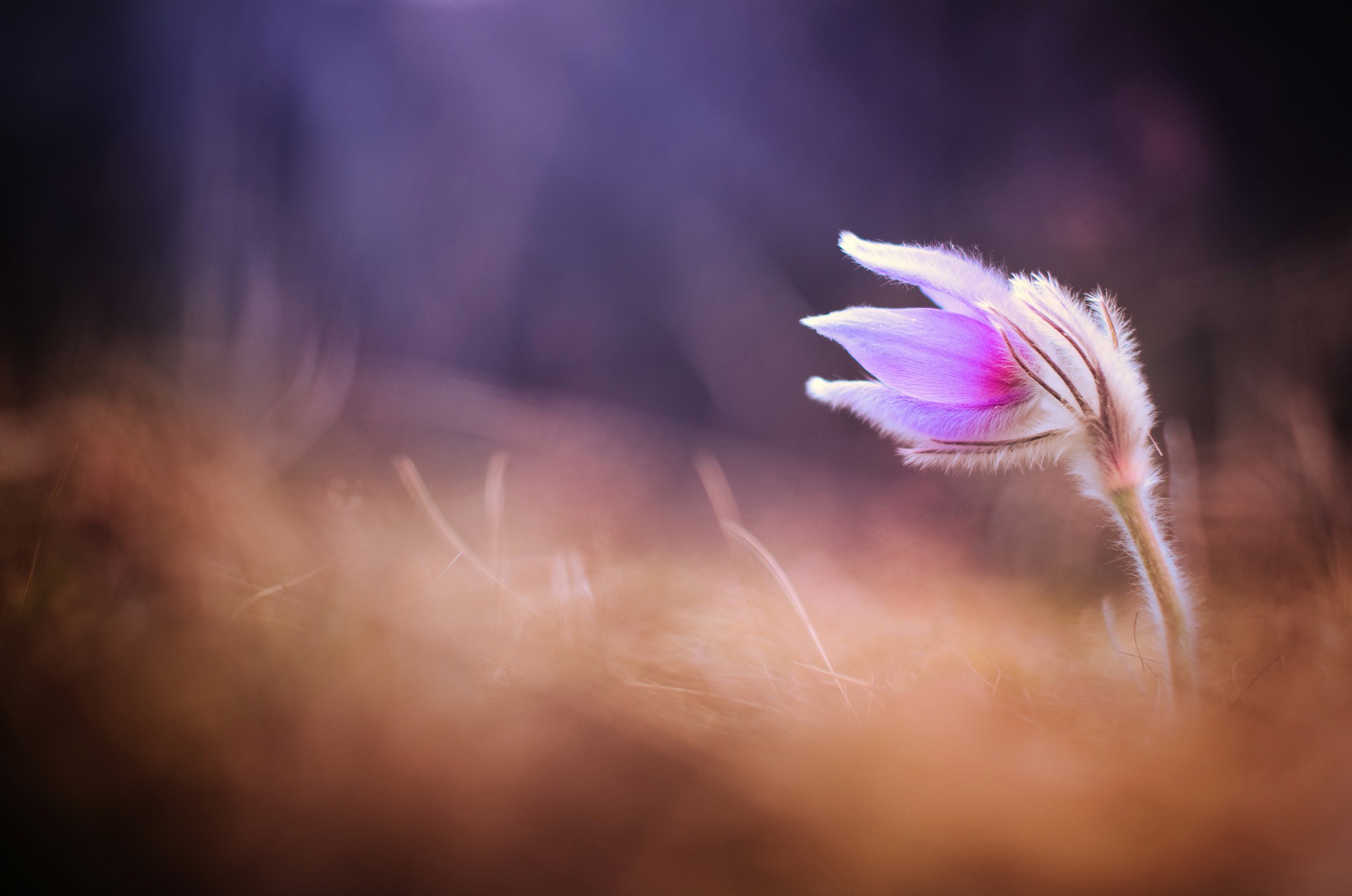 plants, Macro Wallpaper