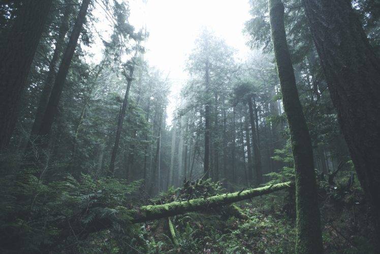 trees, Forest, Mist HD Wallpaper Desktop Background