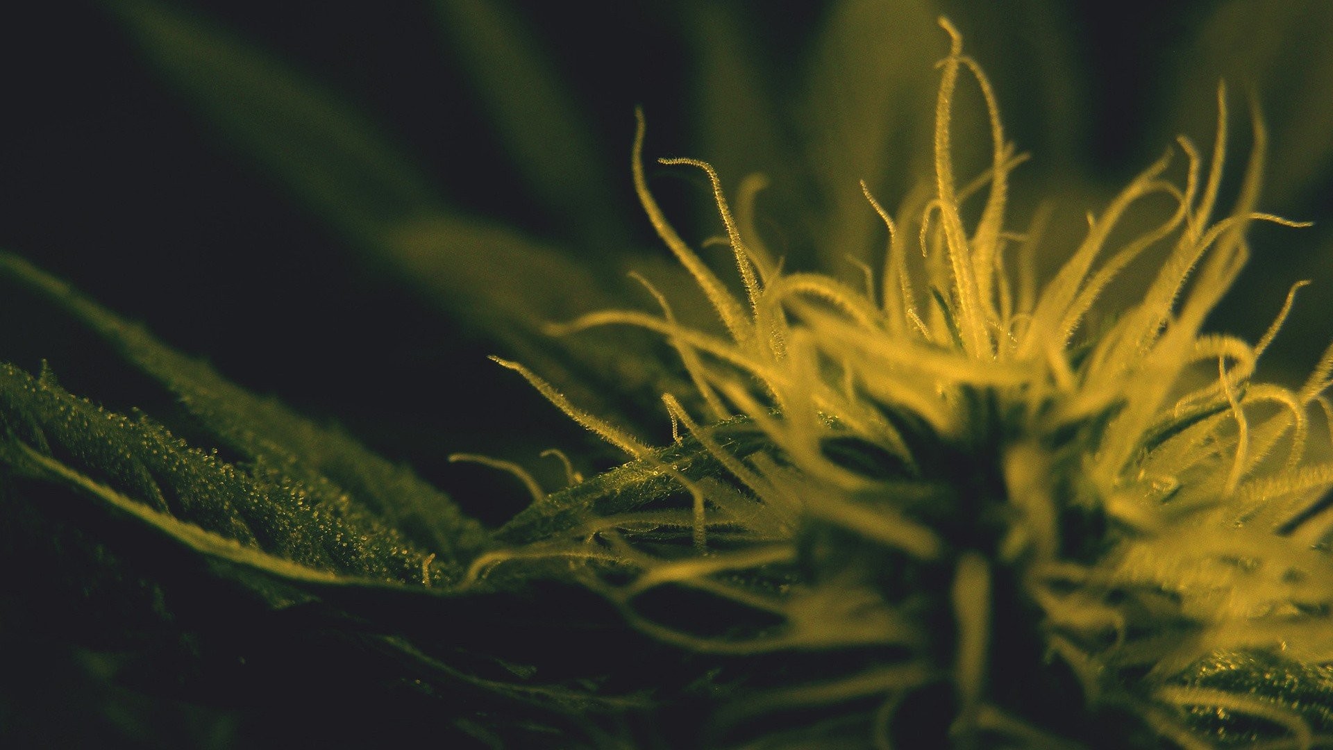 plants, Macro Wallpaper