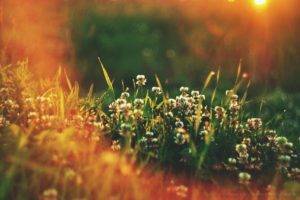 plants, Flowers, Grass, Sunlight, Depth of field