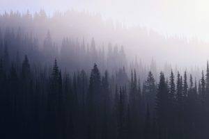 forest, Trees, Mist