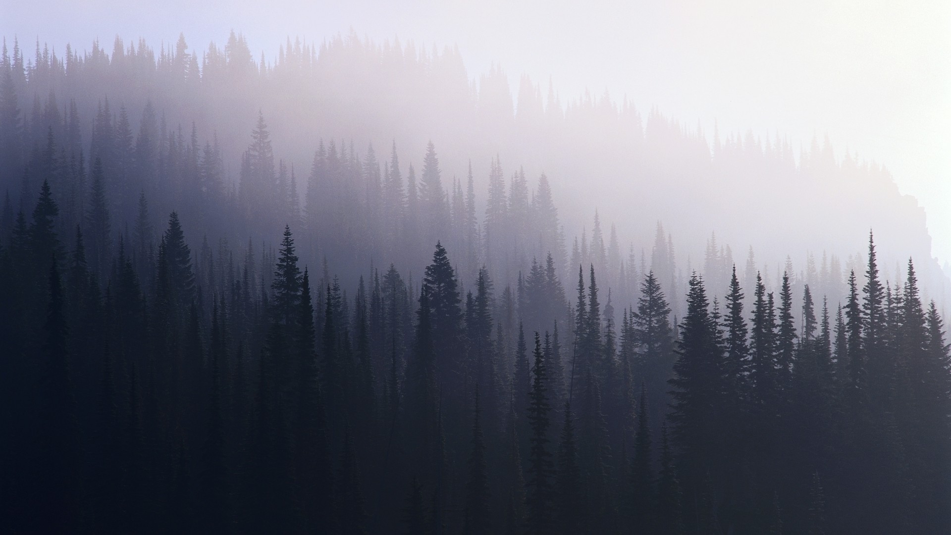 forest, Trees, Mist Wallpapers HD / Desktop and Mobile Backgrounds.