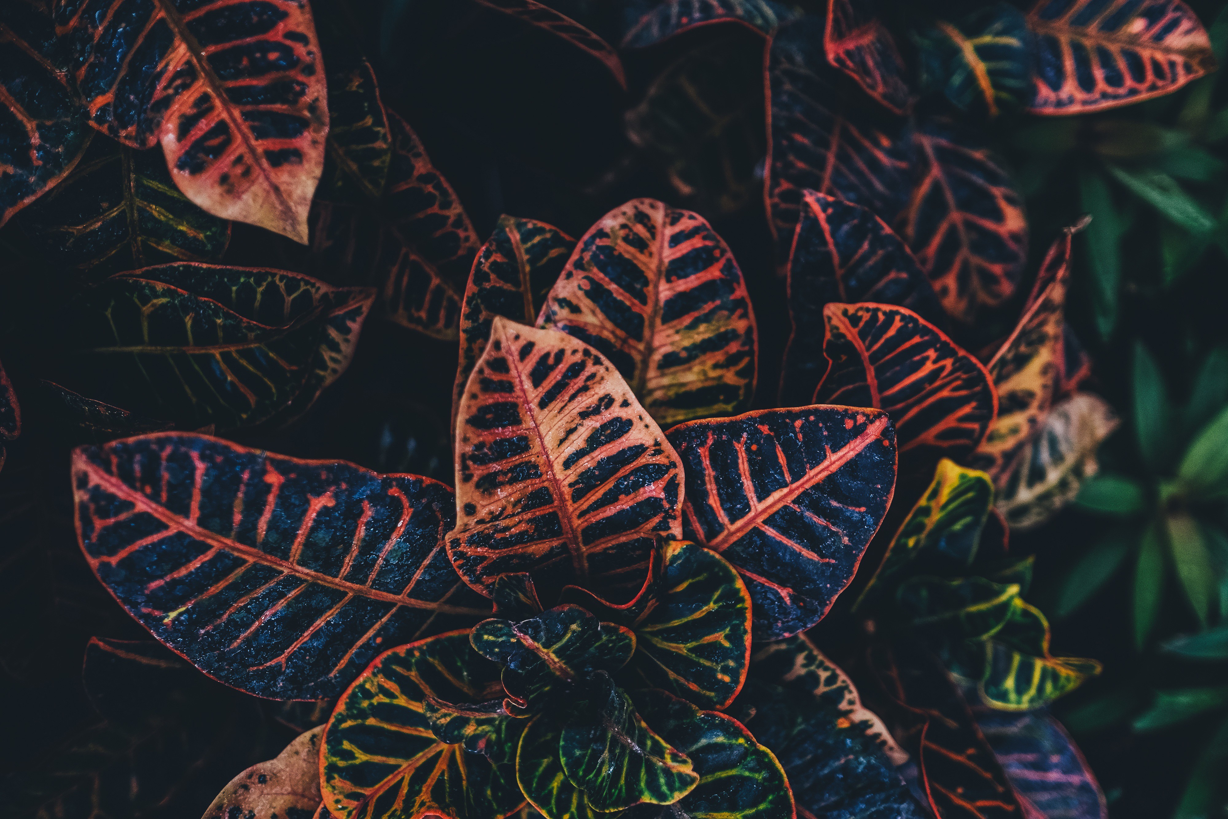 plants, Nature Wallpaper
