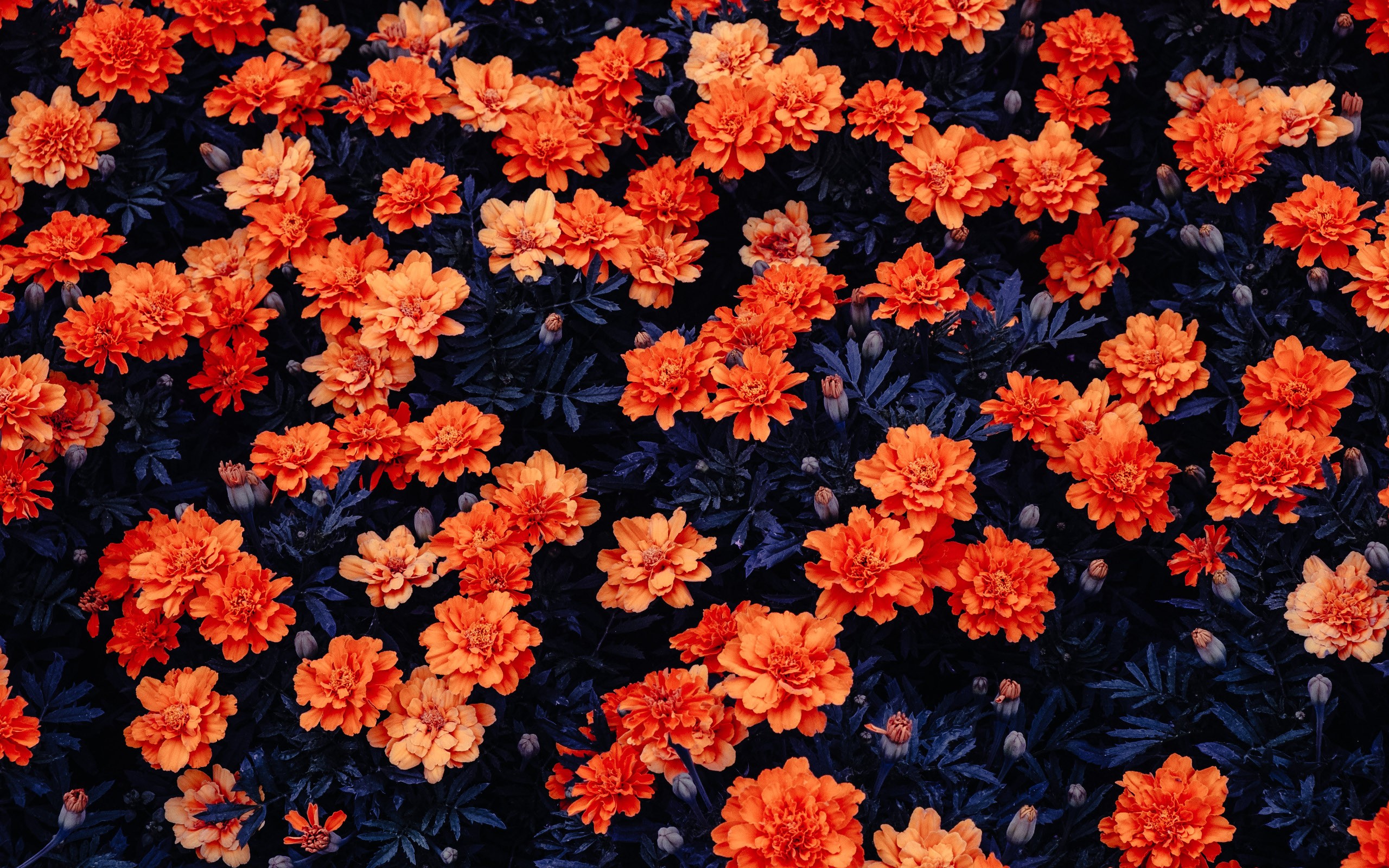 flowers Wallpaper