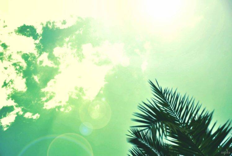 palm trees, Sky HD Wallpaper Desktop Background