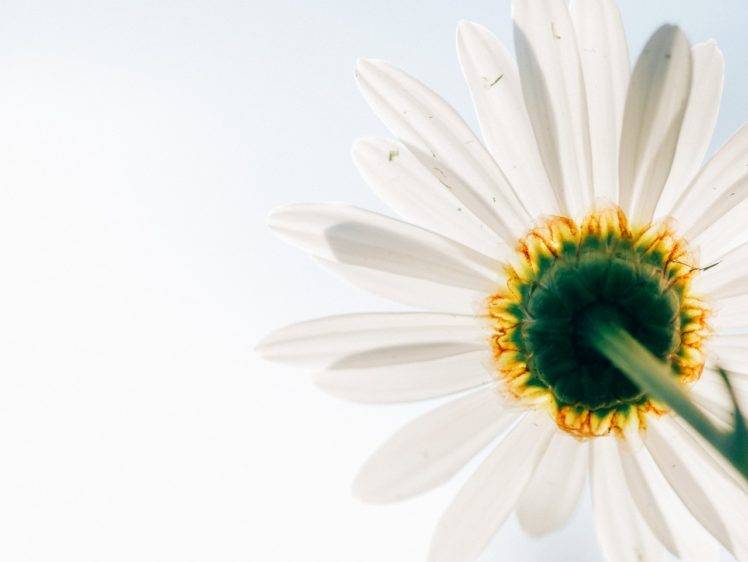 worms eye view, Flowers, Macro, White flowers HD Wallpaper Desktop Background