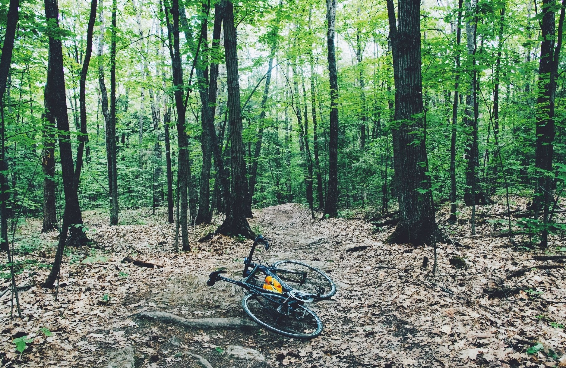 forest, Trees, Bicycle Wallpaper