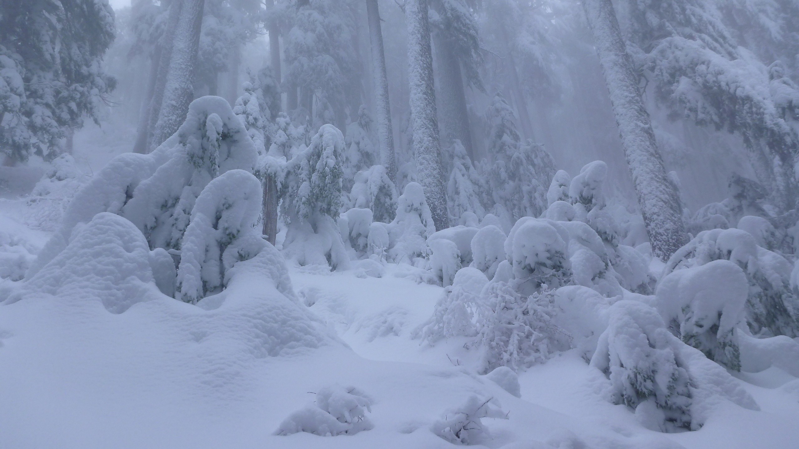 forest, Winter, Snow Wallpaper