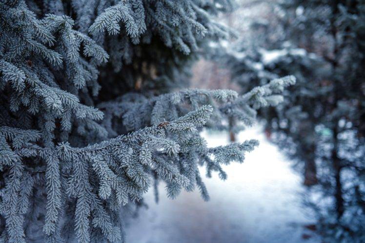 snow, Winter, Forest, Conifer, Depth of field, Trees HD Wallpaper Desktop Background