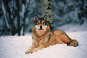 wolf, Snow, Forest