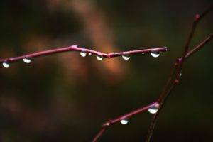 macro, Water drops, Twigs, Nature