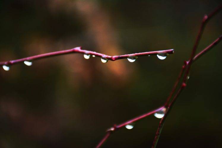 macro, Water drops, Twigs, Nature HD Wallpaper Desktop Background