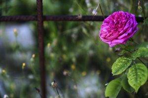 flowers, Closeup, Pink, Blurred