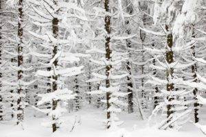 snow, Trees, Winter