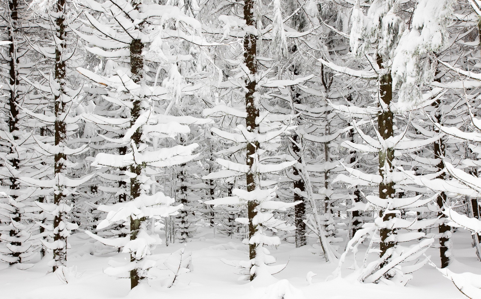 snow, Trees, Winter Wallpaper