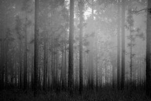 forest, Mist, Trees, Grass, Monochrome