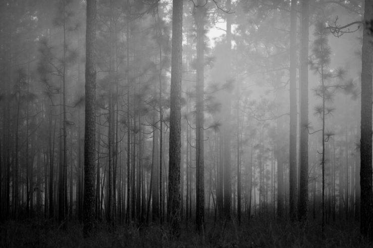 forest, Mist, Trees, Grass, Monochrome HD Wallpaper Desktop Background