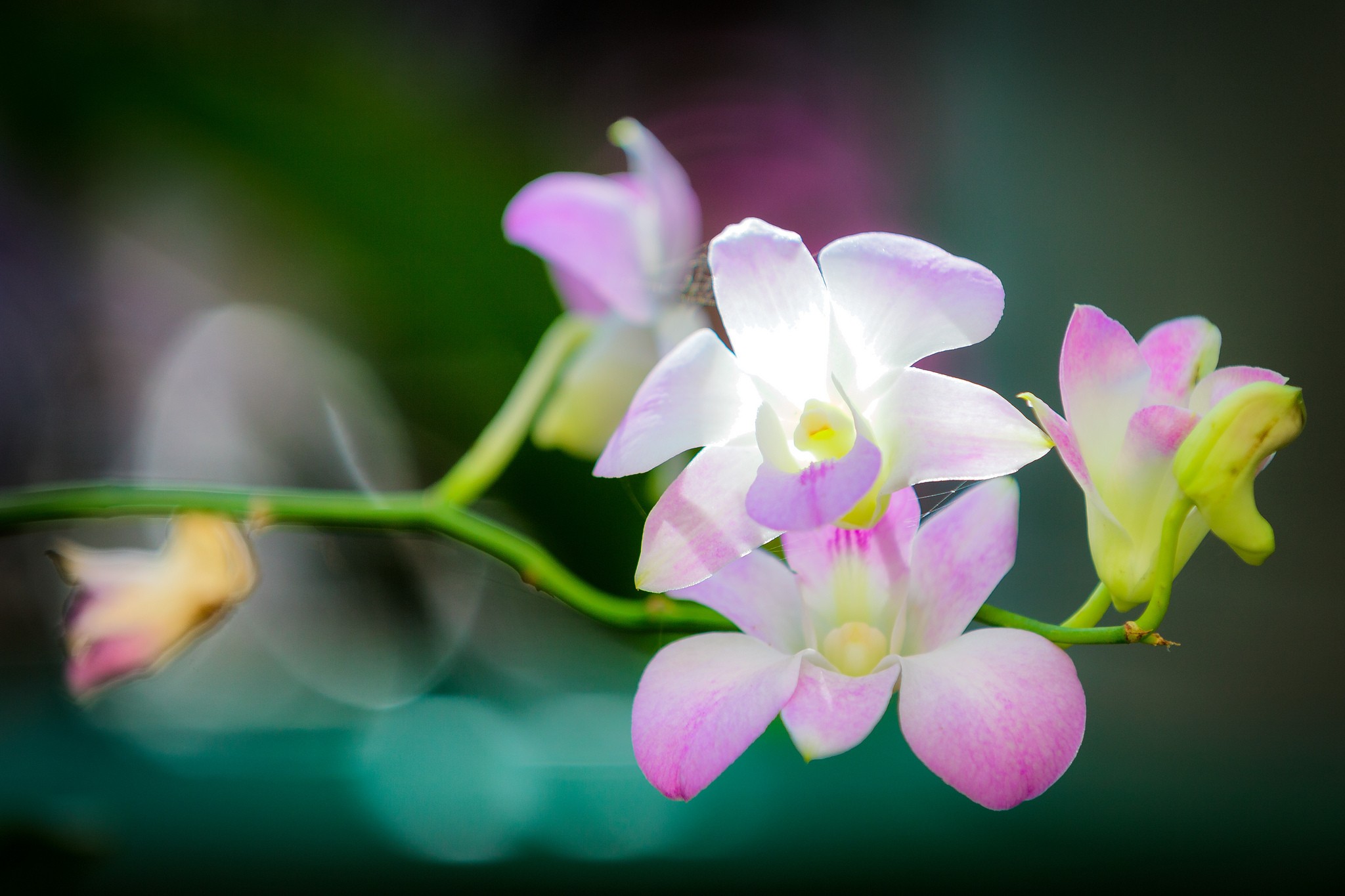 цветы макро орхидея скачать