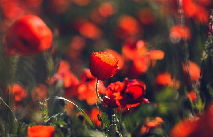macro, Flowers, Poppies, Red flowers HD Wallpaper Desktop Background