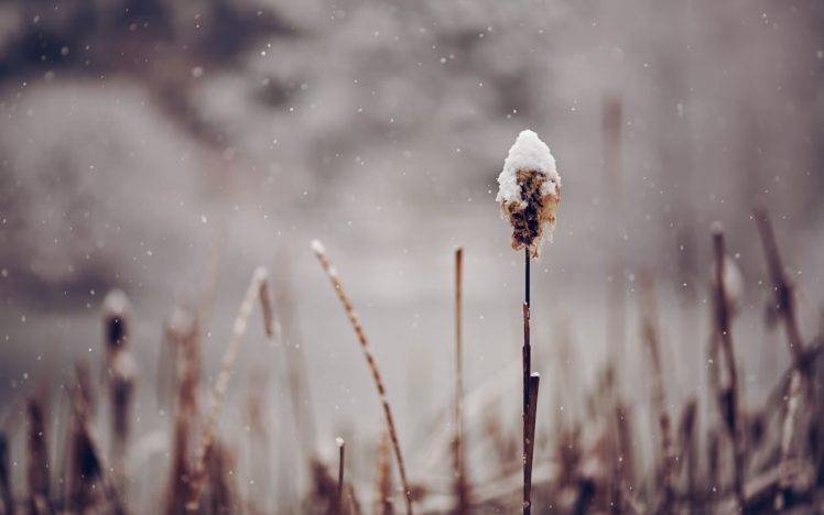 plants, Snow, Depth of field HD Wallpaper Desktop Background