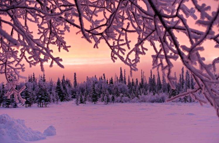 plants, Snow, Trees, Frost, Winter, Forest, Twigs HD Wallpaper Desktop Background