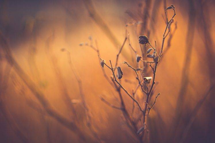 plants, Depth of field, Nature HD Wallpaper Desktop Background