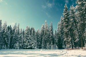 pine trees, Snow, Nature