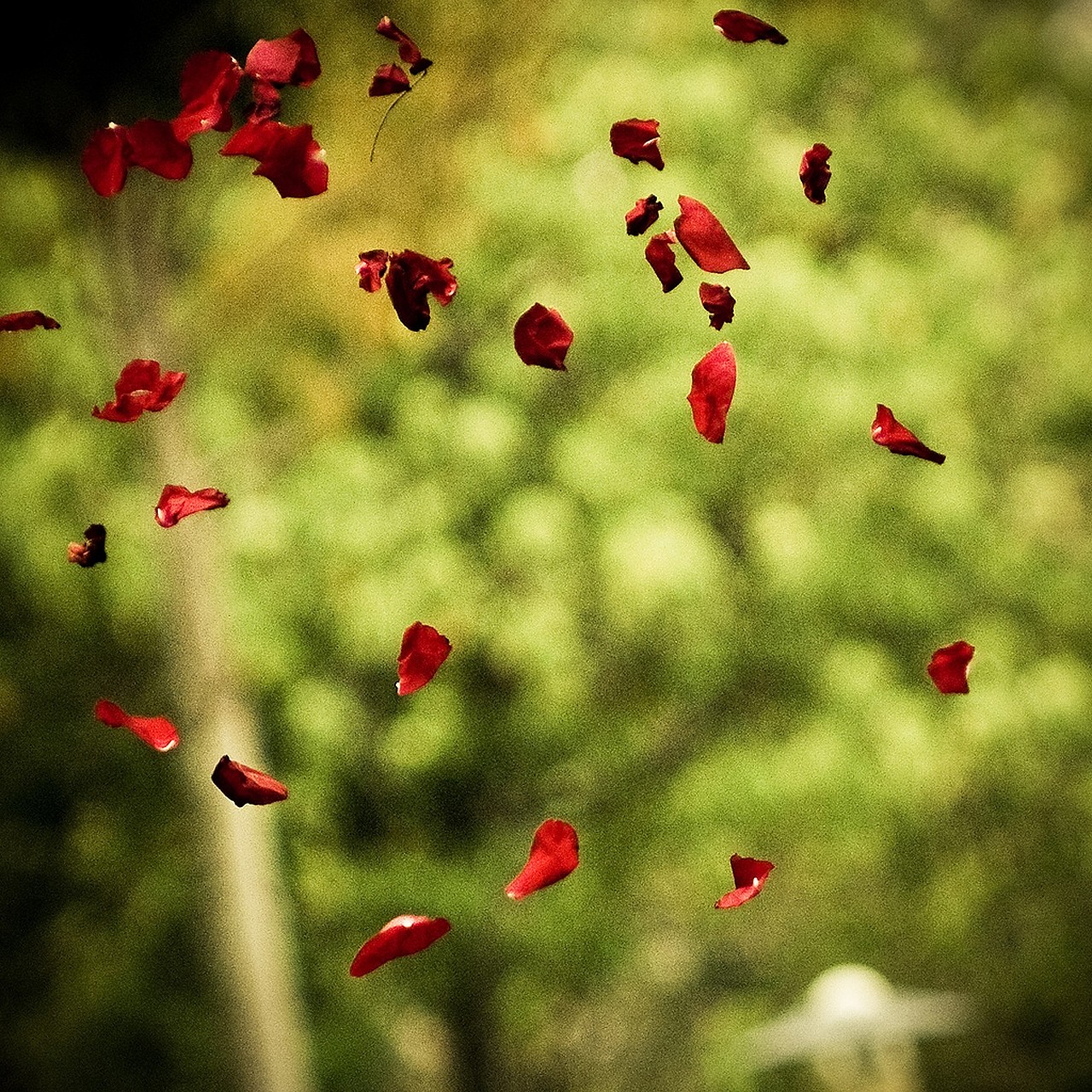 grass, Depth of field, Trees Wallpaper