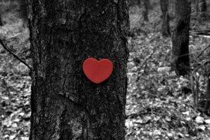 heart, Love, Forest, Trees, Winter, Fall