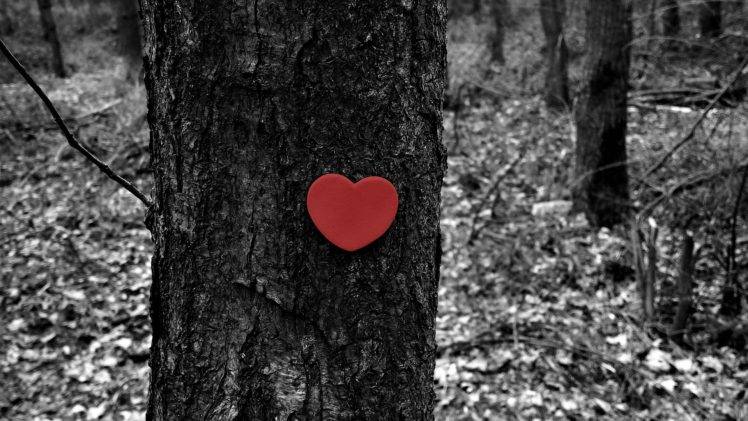 heart, Love, Forest, Trees, Winter, Fall HD Wallpaper Desktop Background