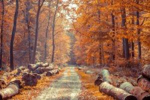 log, Fall, Forest, Road
