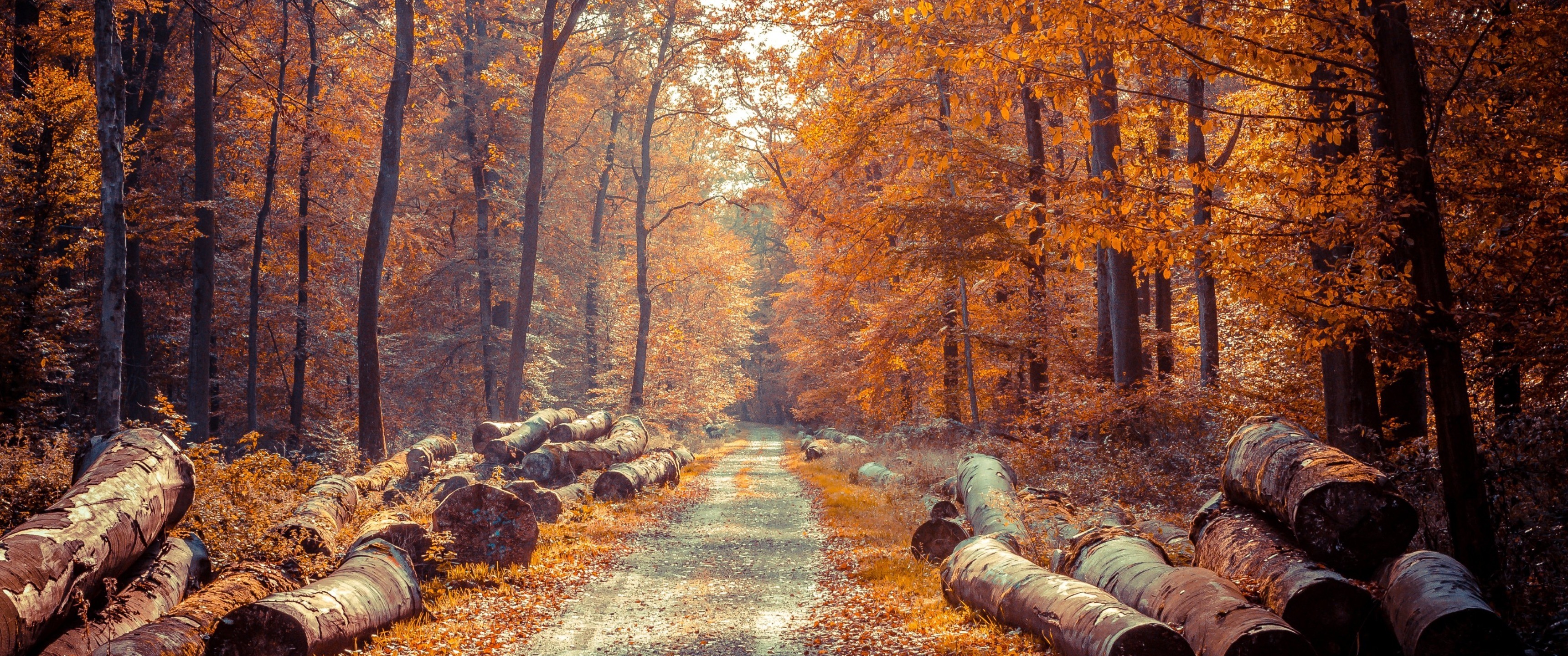 log, Fall, Forest, Road Wallpaper
